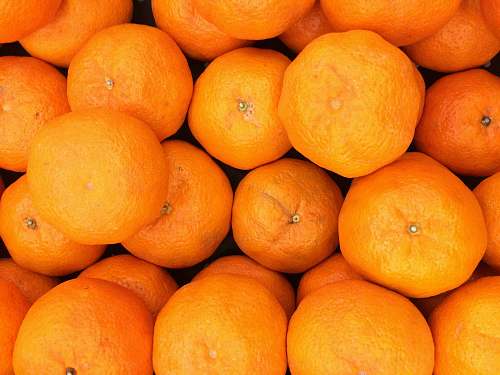 citrus fruit closeup photography of citrus fruits plant